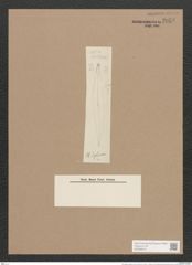 Pleurosigma hyalinum Grun. (de-Toni-Nr.: Genus 13, Species 1010) Zeichnungen Sammlung Grunow Nr. 2058 (NHMW-BOT-W0368918)